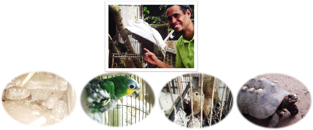 animales.png