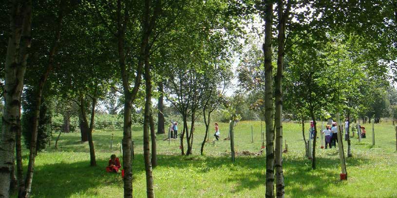 arboles07 (2).jpg
