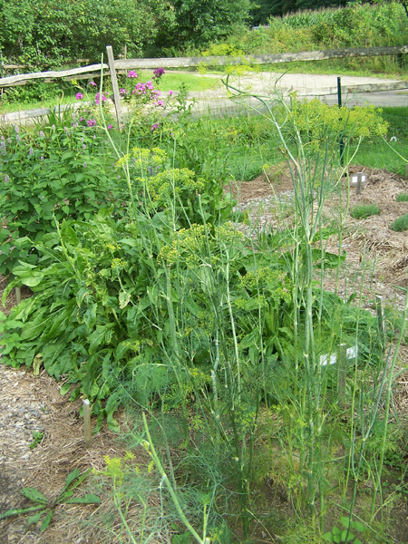 New Herb garden - Row 2, dill crop Aug. 2018.jpg