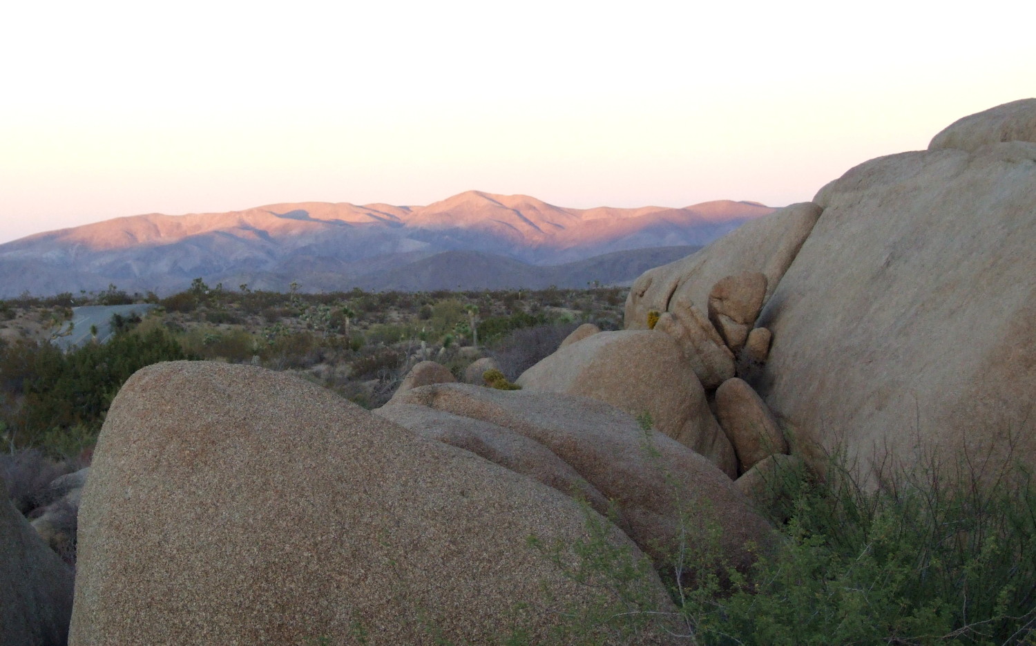 Bear-0011-DesertView.jpg