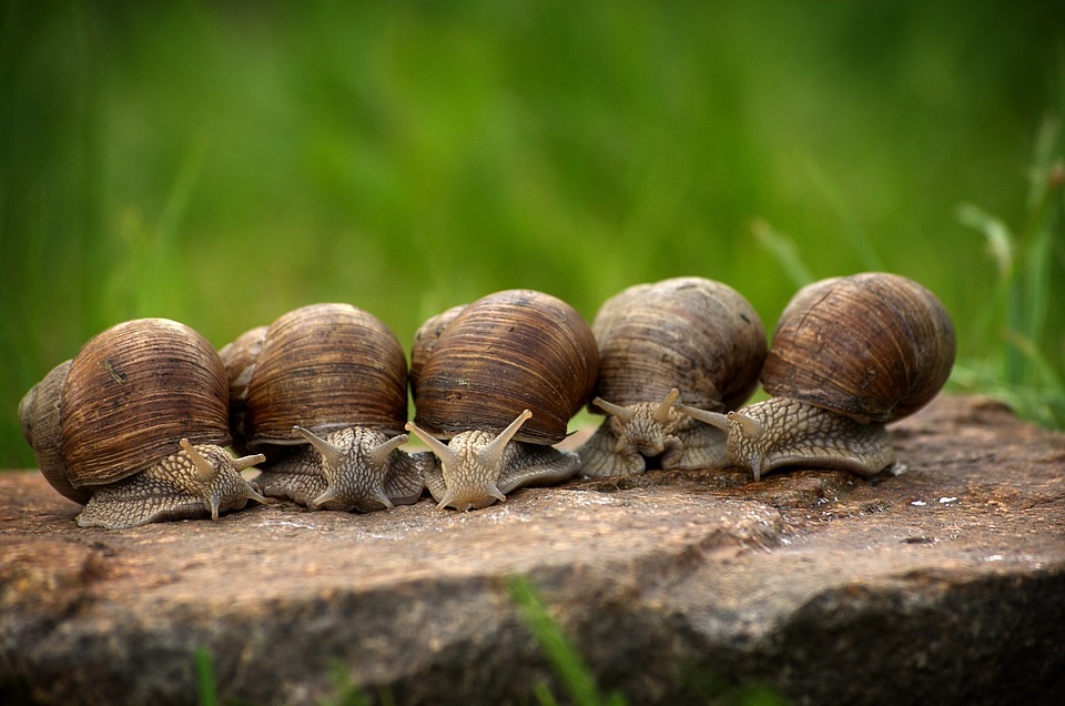 snail-2983235_960_720.jpg