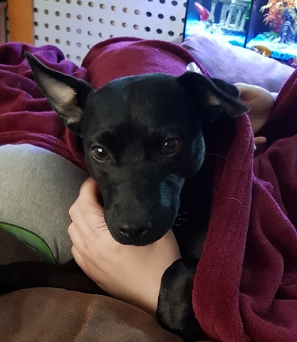 Poorly Luna 3.jpg