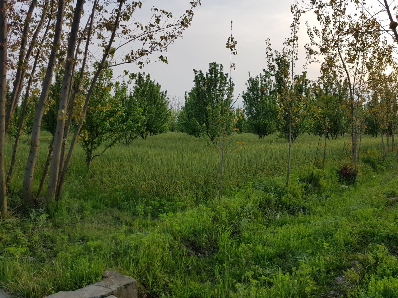 farm photos (7).jpeg