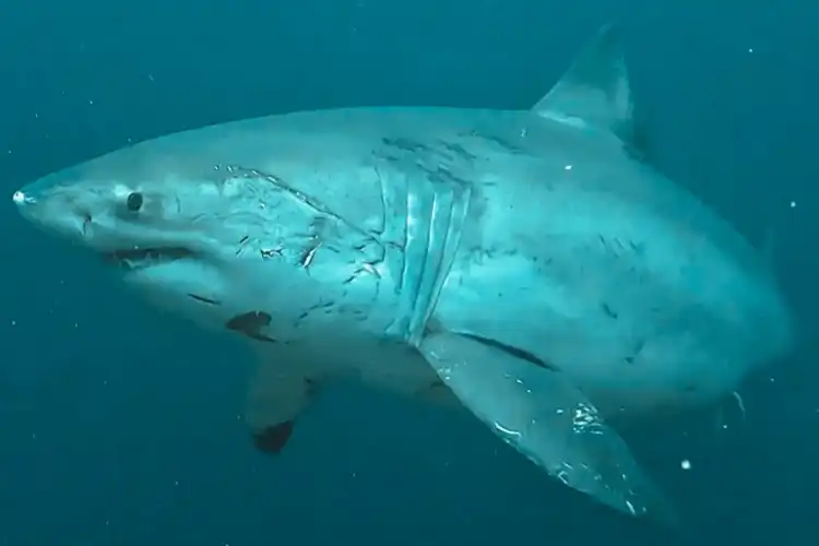 great-white-nusa-penida.webp
