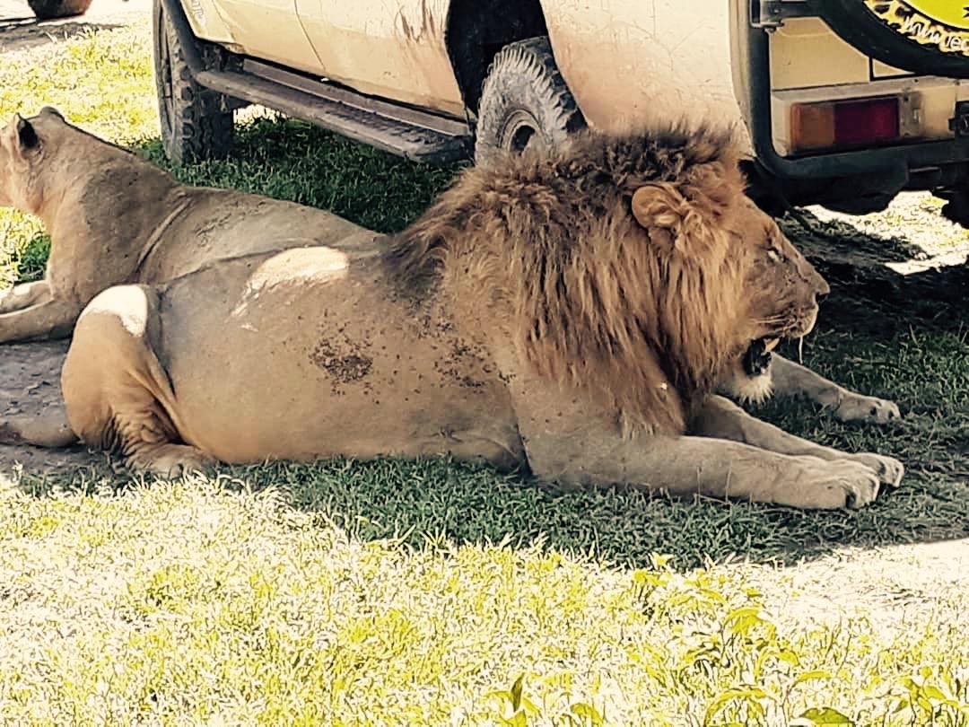 lion 2.jpg