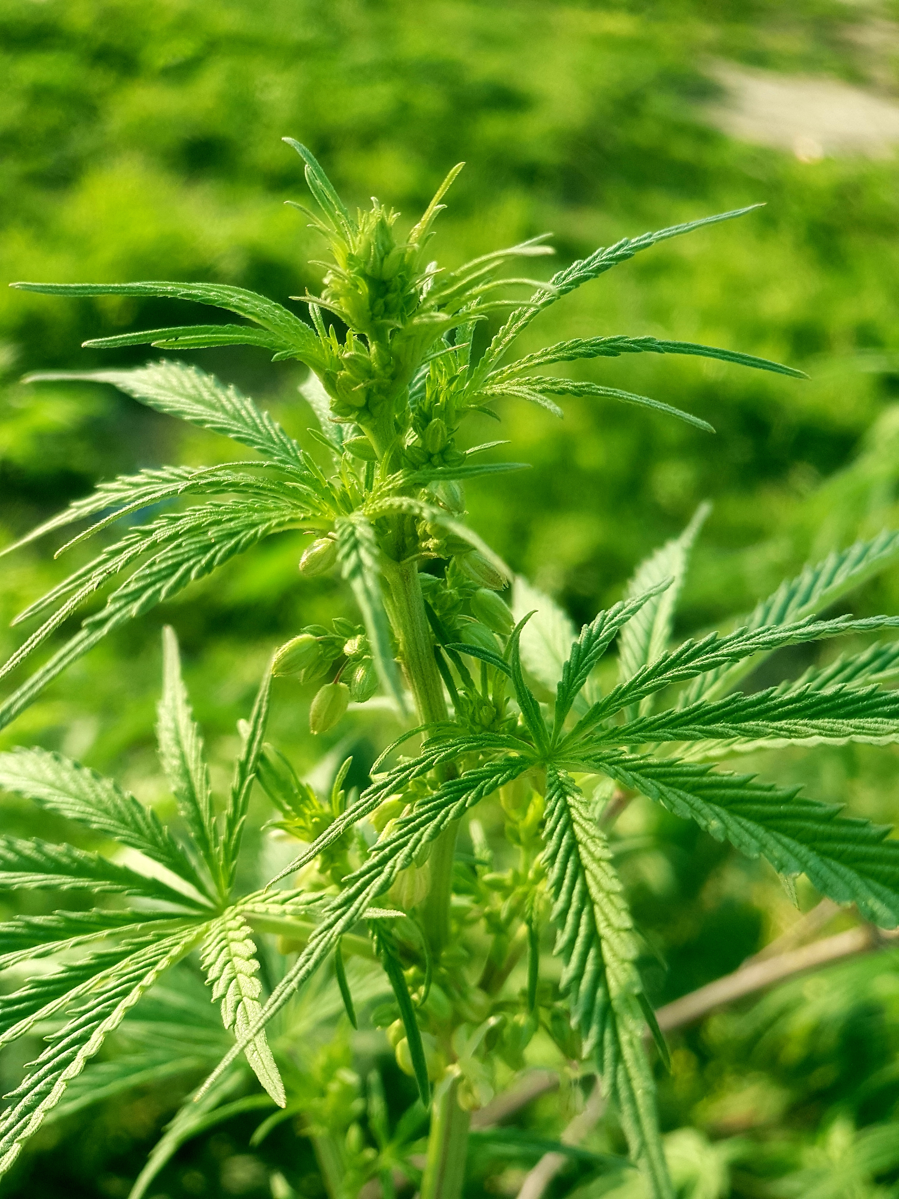 Marijuana (3).jpg