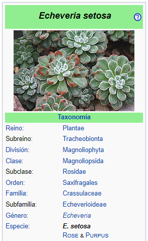 echeveria-setosa.png