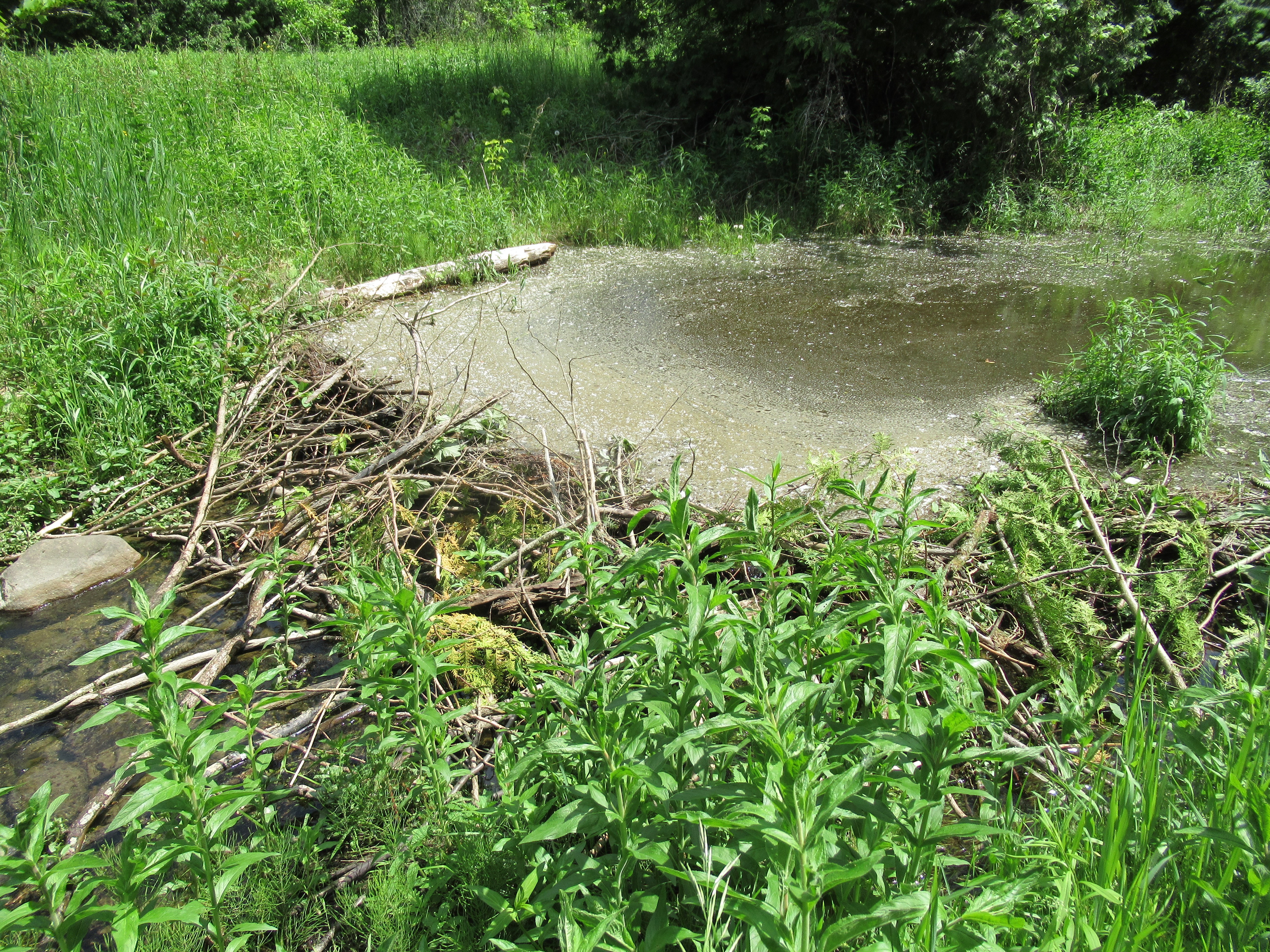 dam1pool.jpg