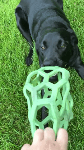 giphy-1.gif