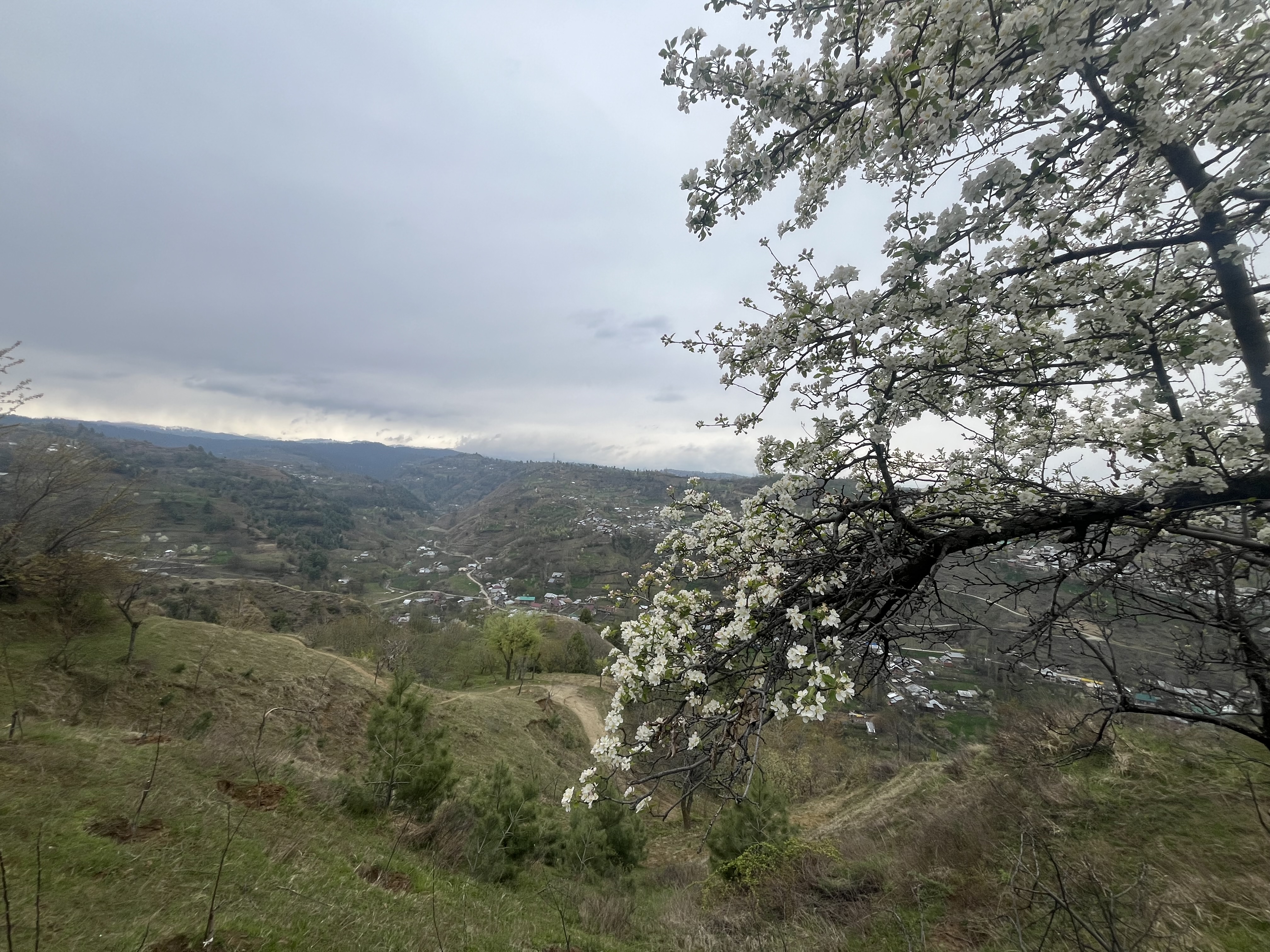 IMG_8388.jpeg