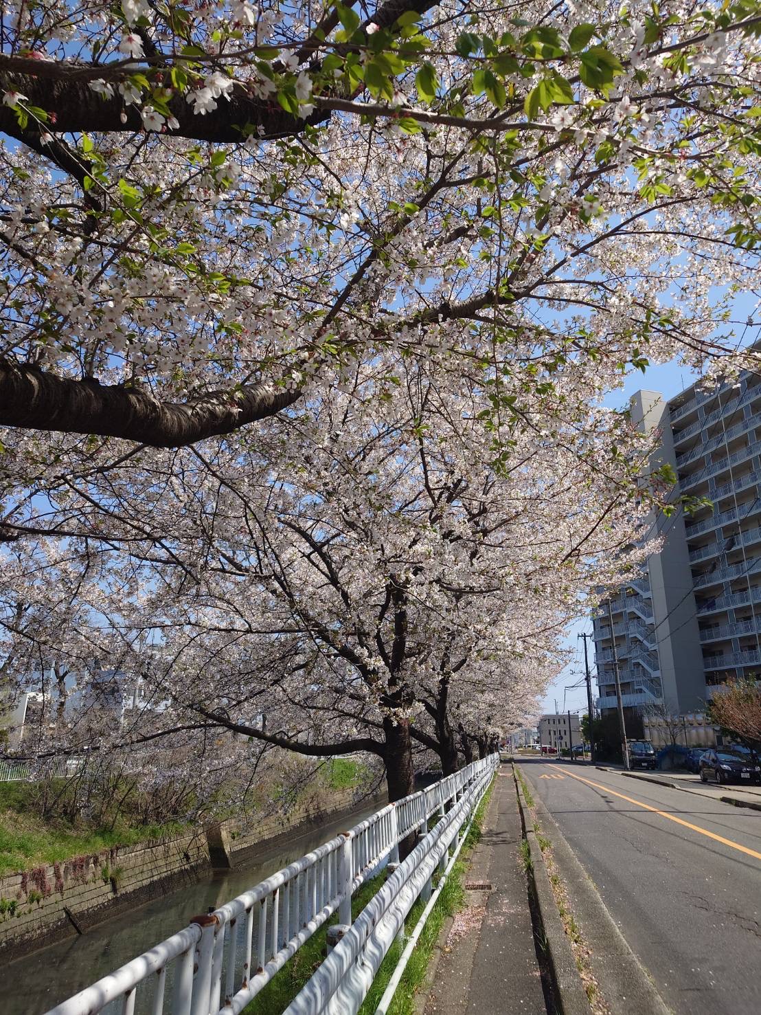 Sakura6.jpg