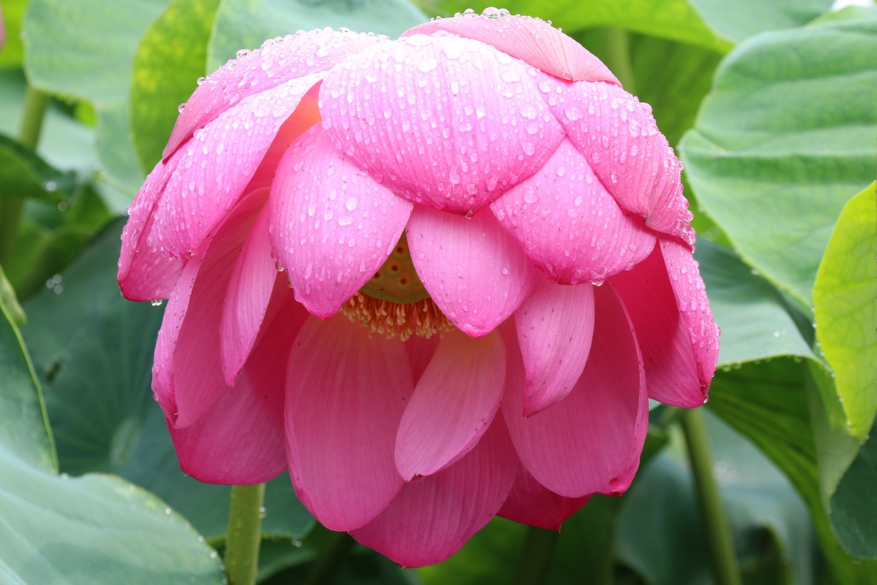 381-Leiden-Schmerz-Einladung-3031174_1280_Pixabay_Happymom33.jpg