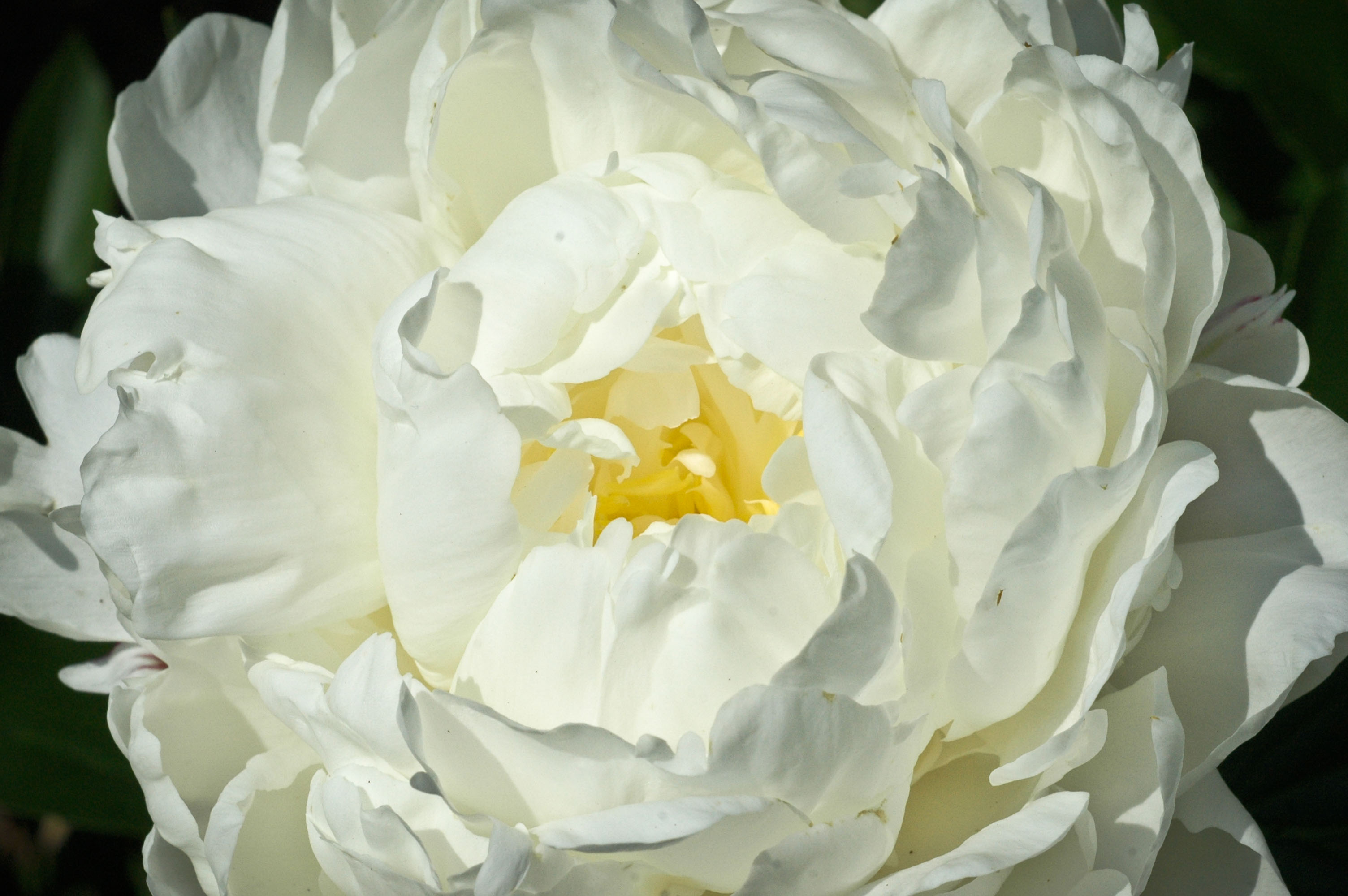 petals 6.jpg