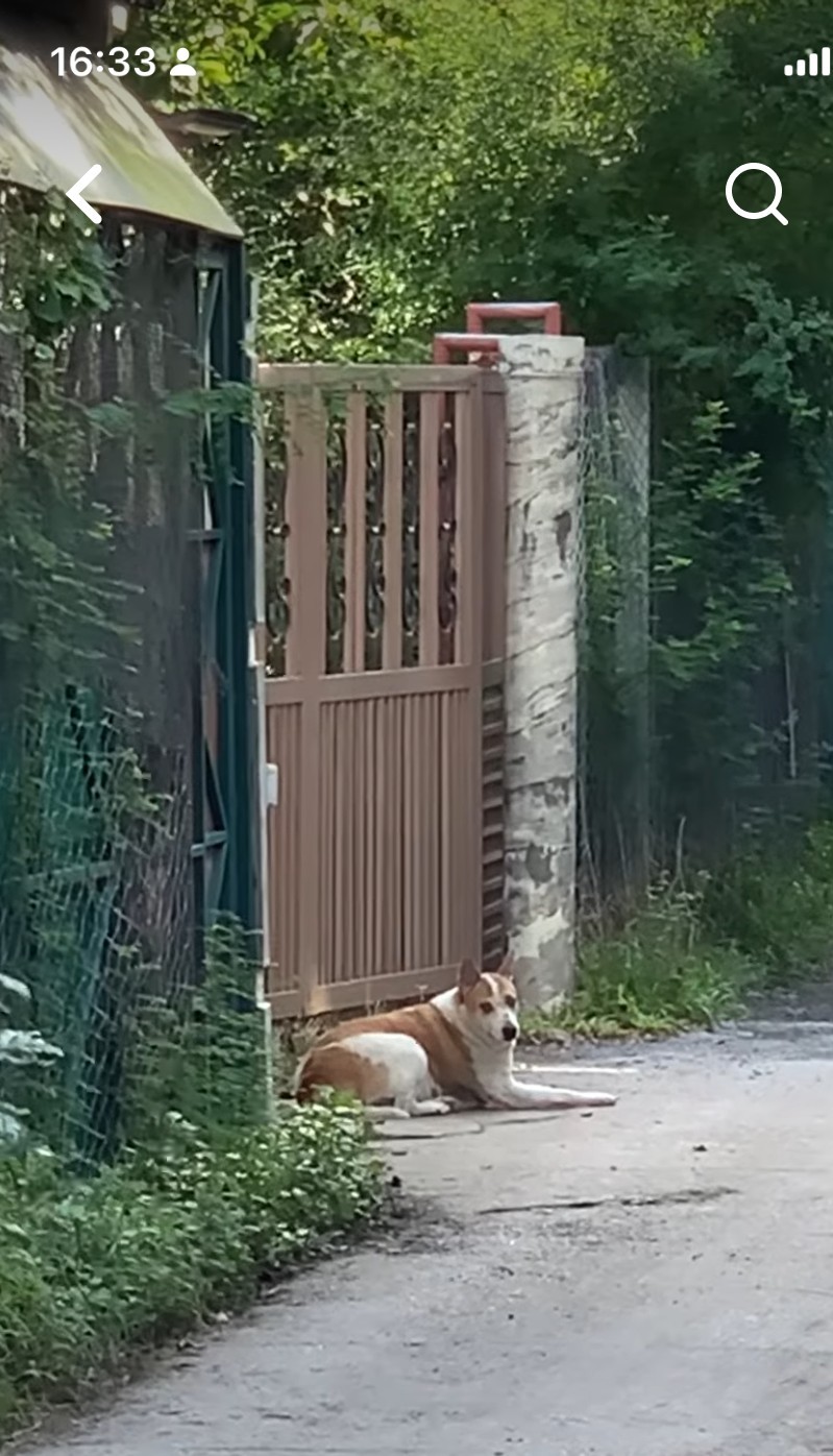 dog3.jpg