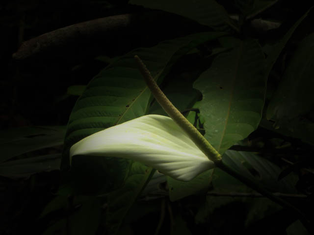 IMG_6084.jpg
