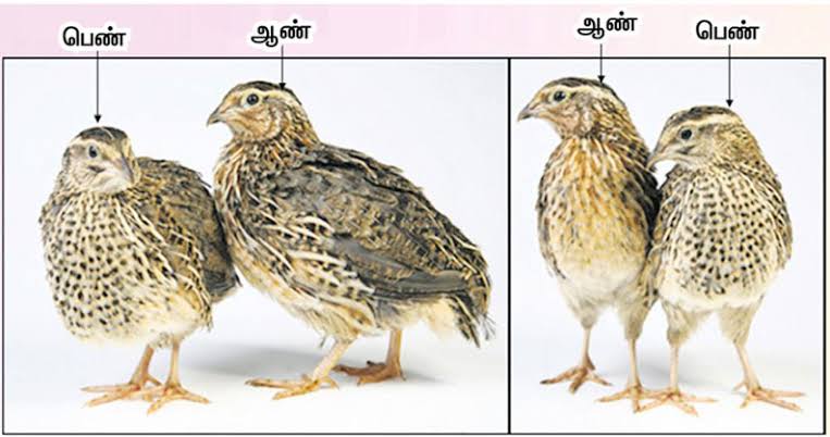 images (11) (3).jpeg