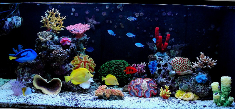 Aquario-Marinho-Lindo-Com-Lindos-Peixes-Ornamentais-Coloridos.jpg