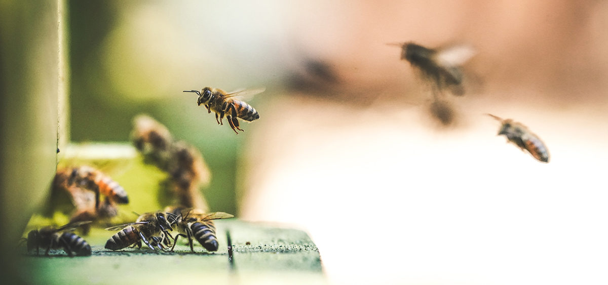 bees-1200x563.jpg