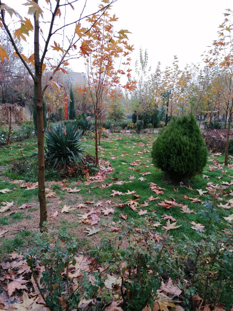 parkpicture56 (3).jpeg