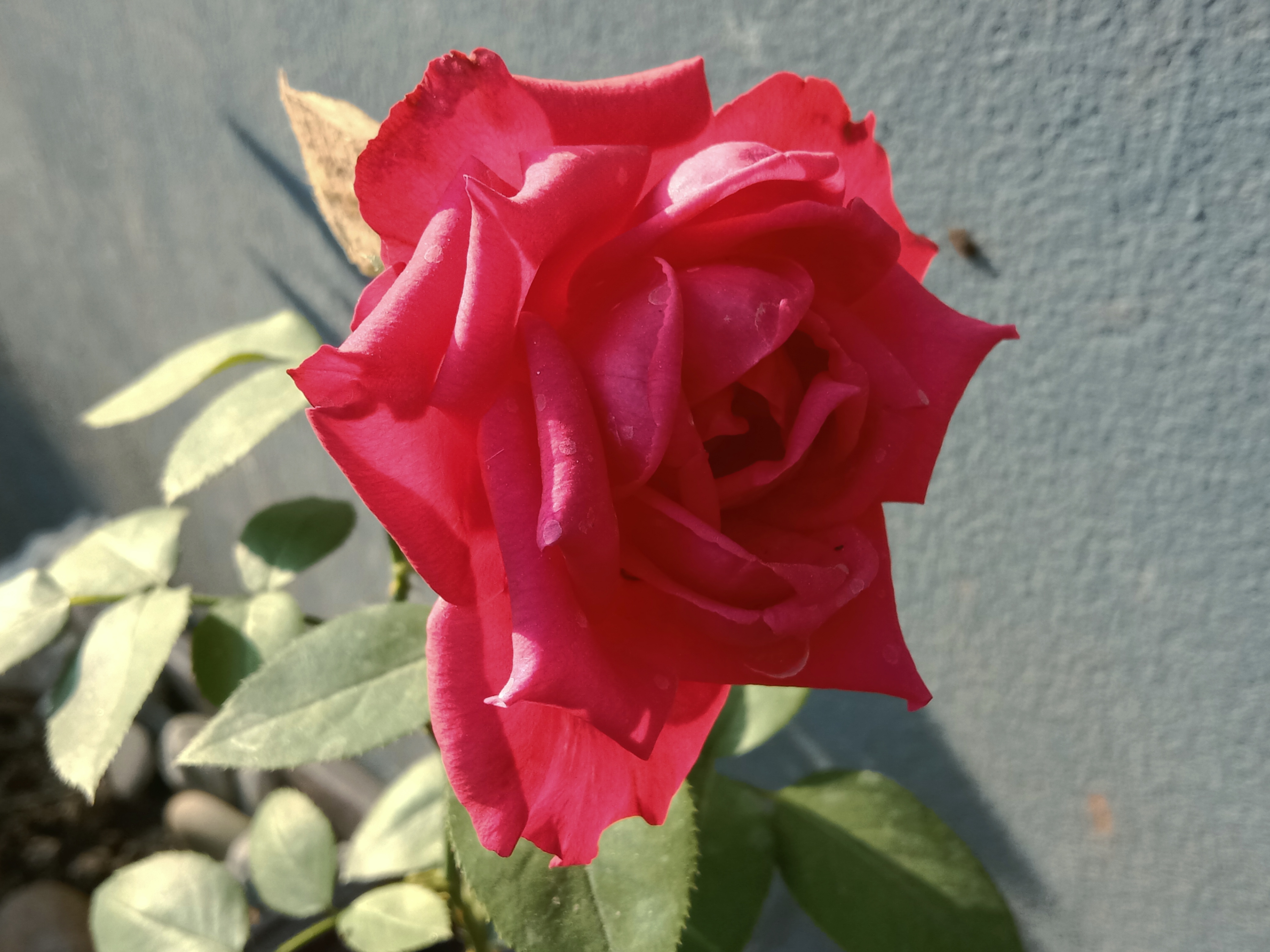 IMG_20260421_071039.jpg