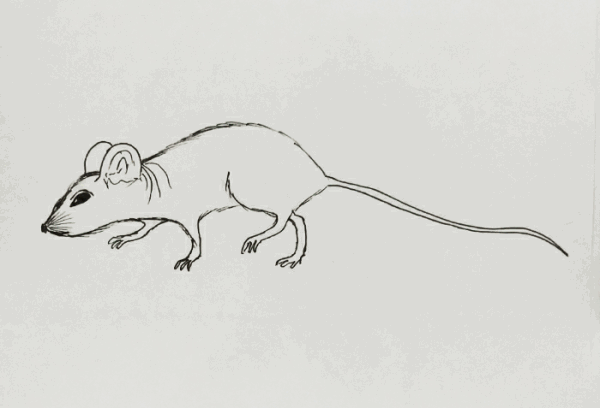 mouse.1..gif