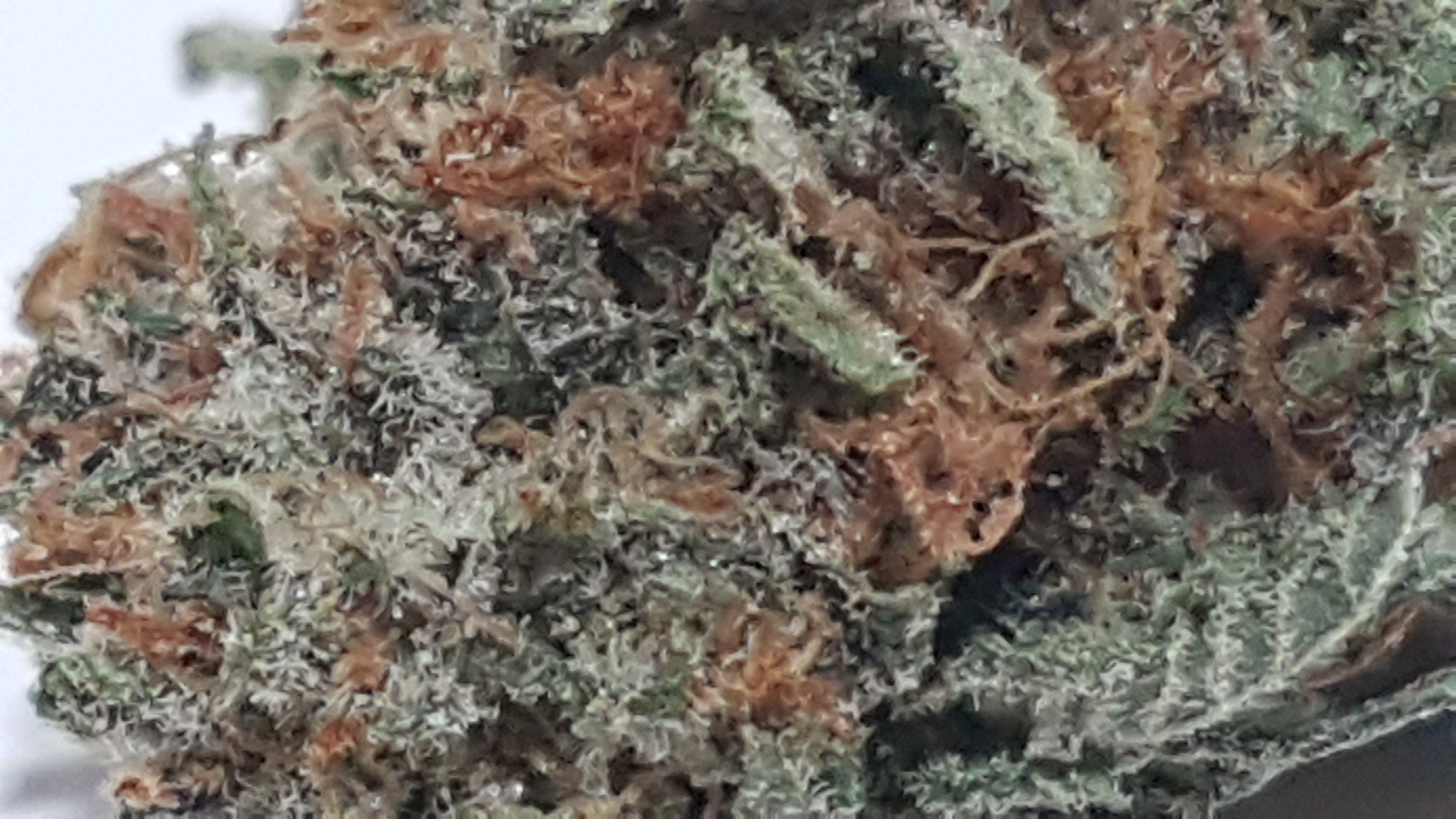 20180816_153830.jpg