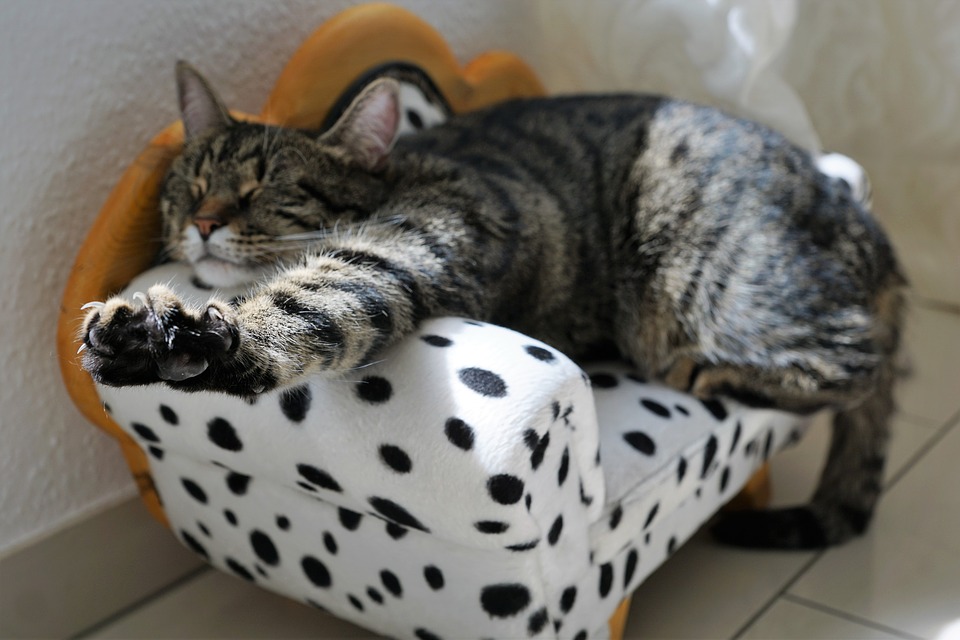 lazy-cat.jpg