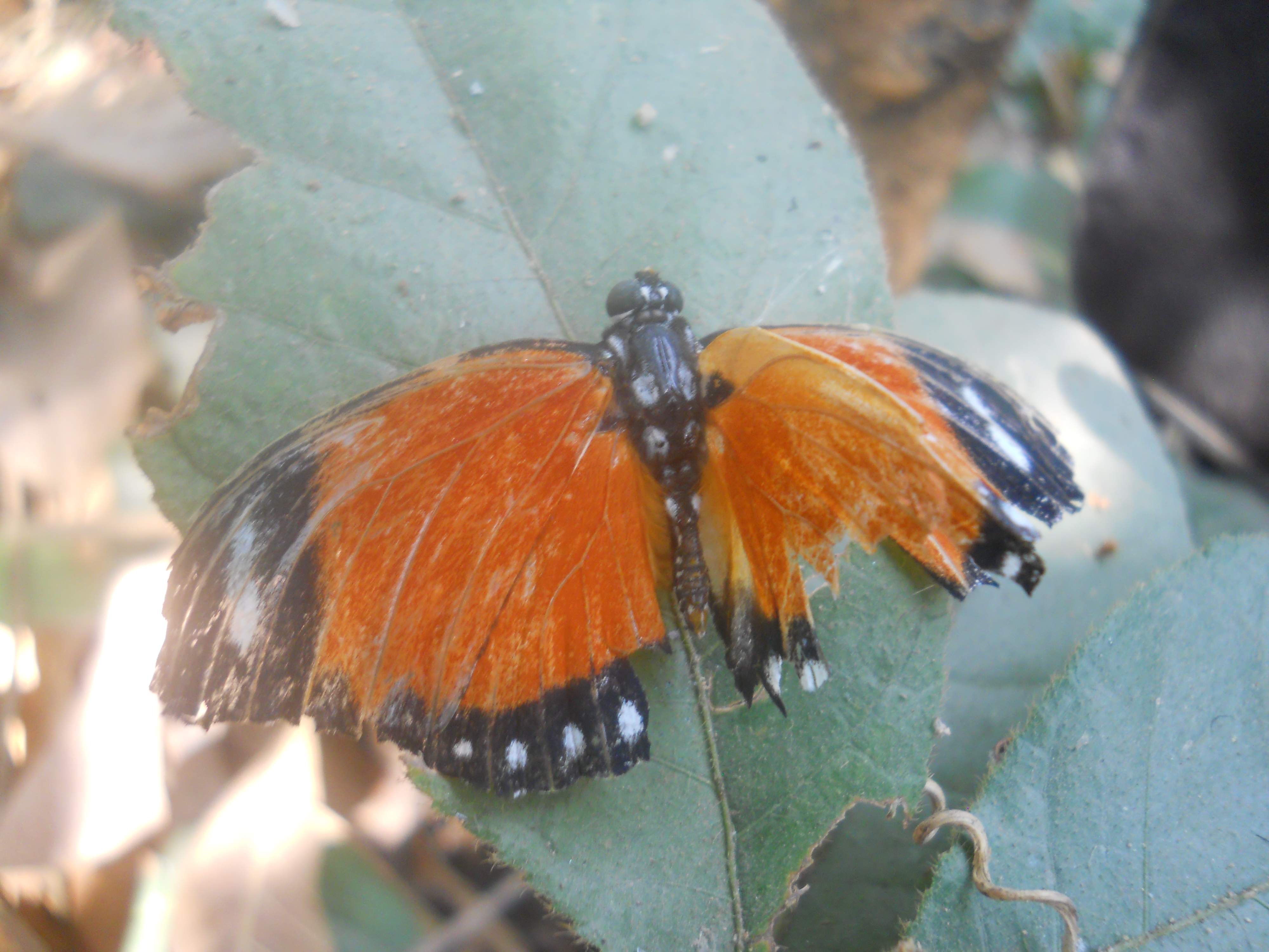 DSCN5333.JPG
