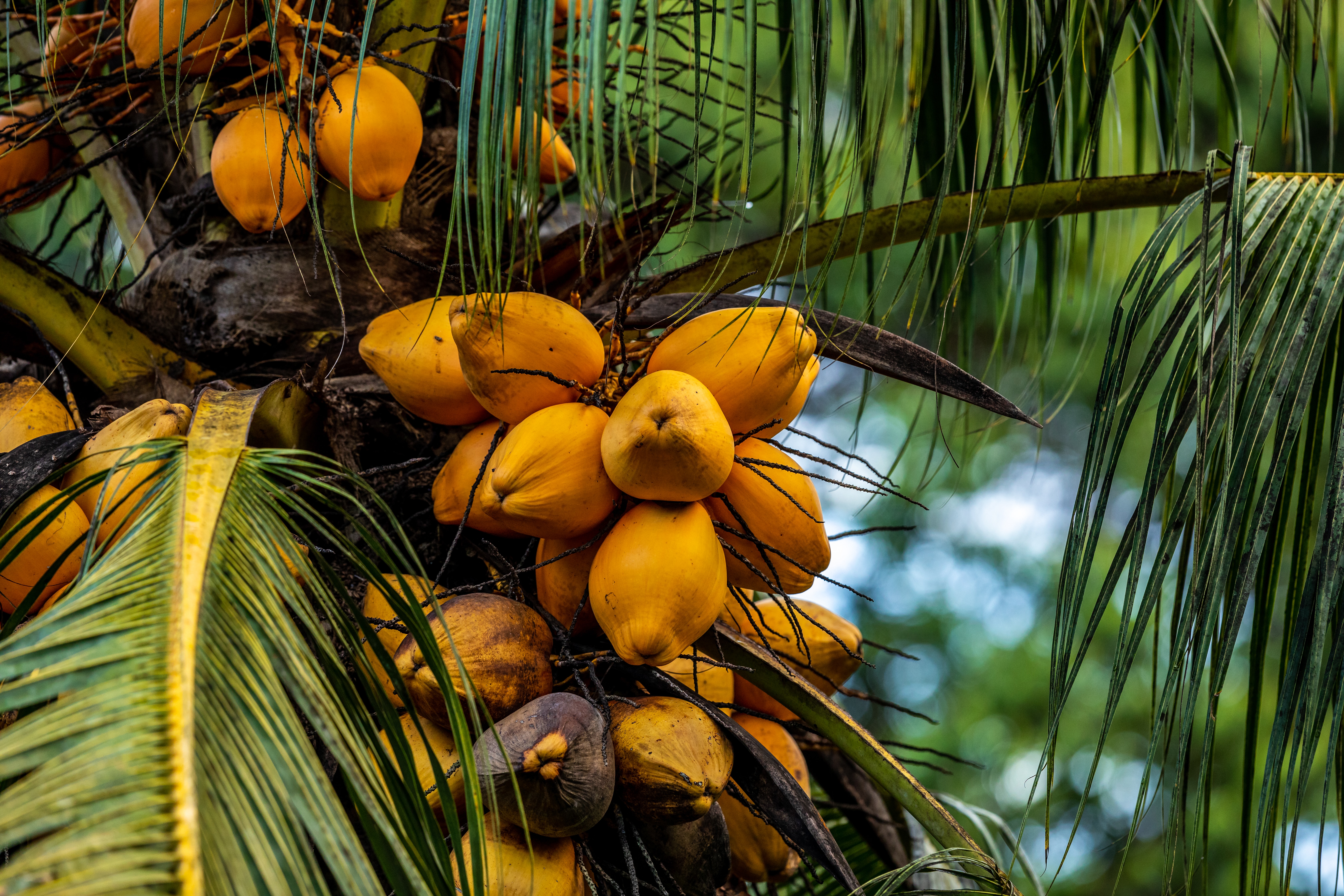 coconut bunch.jpg