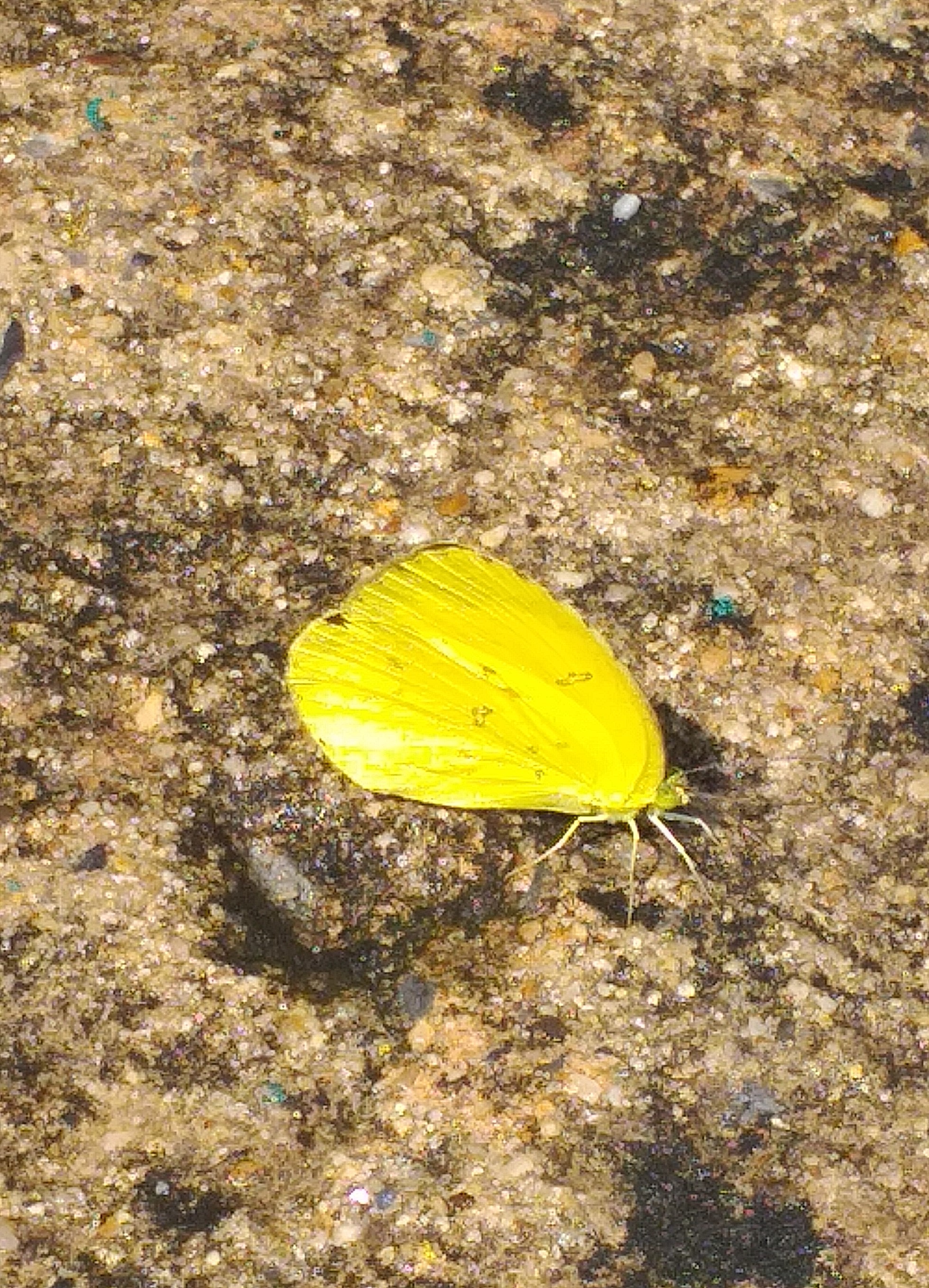 butterfly9 (2).jpg