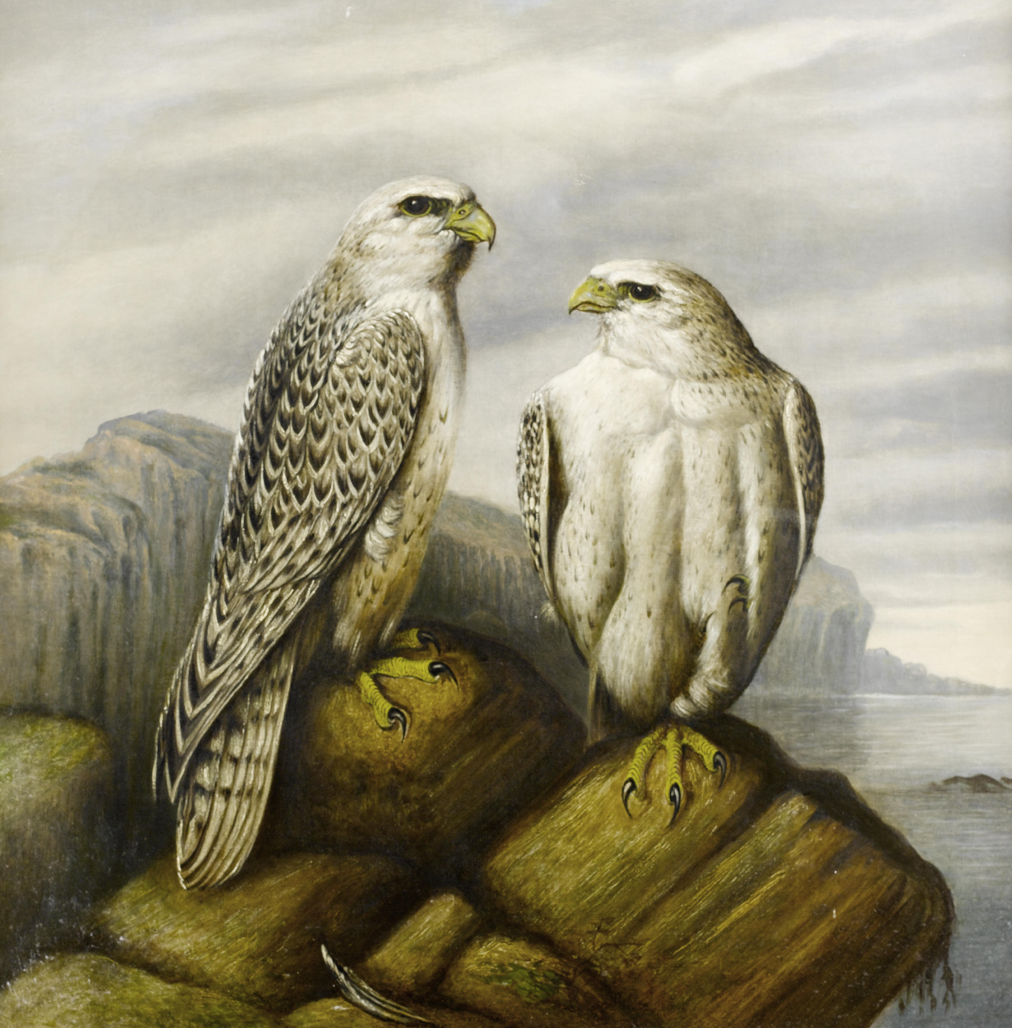Josef_Wolf_(attr)_Gyr_falcons_on_a_rocky_ledge.jpg