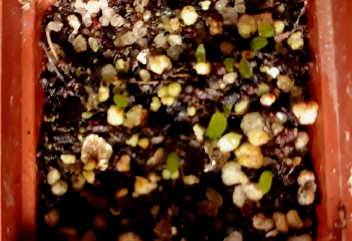sprouts.jpg