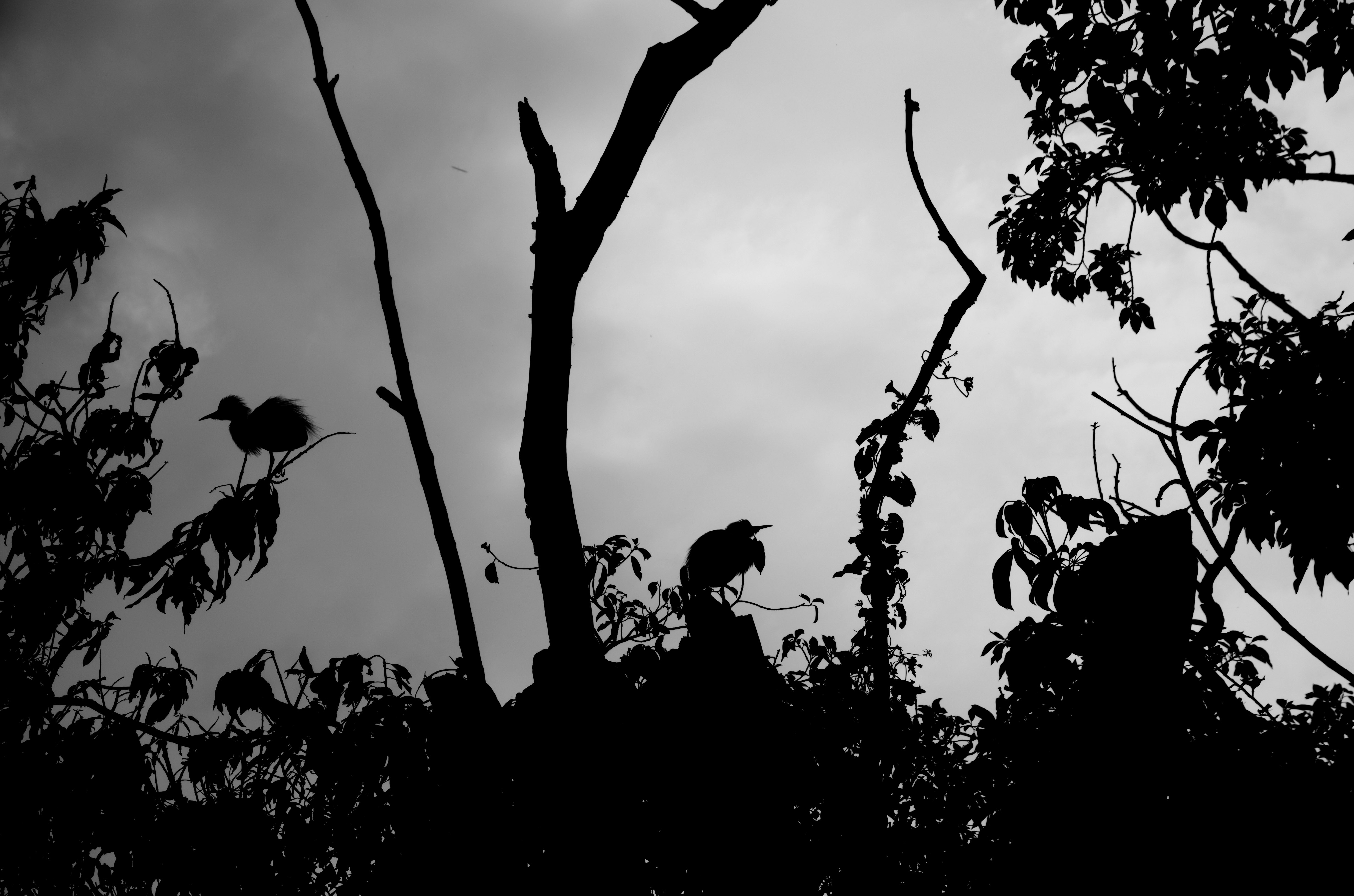 IMGP3981.JPG