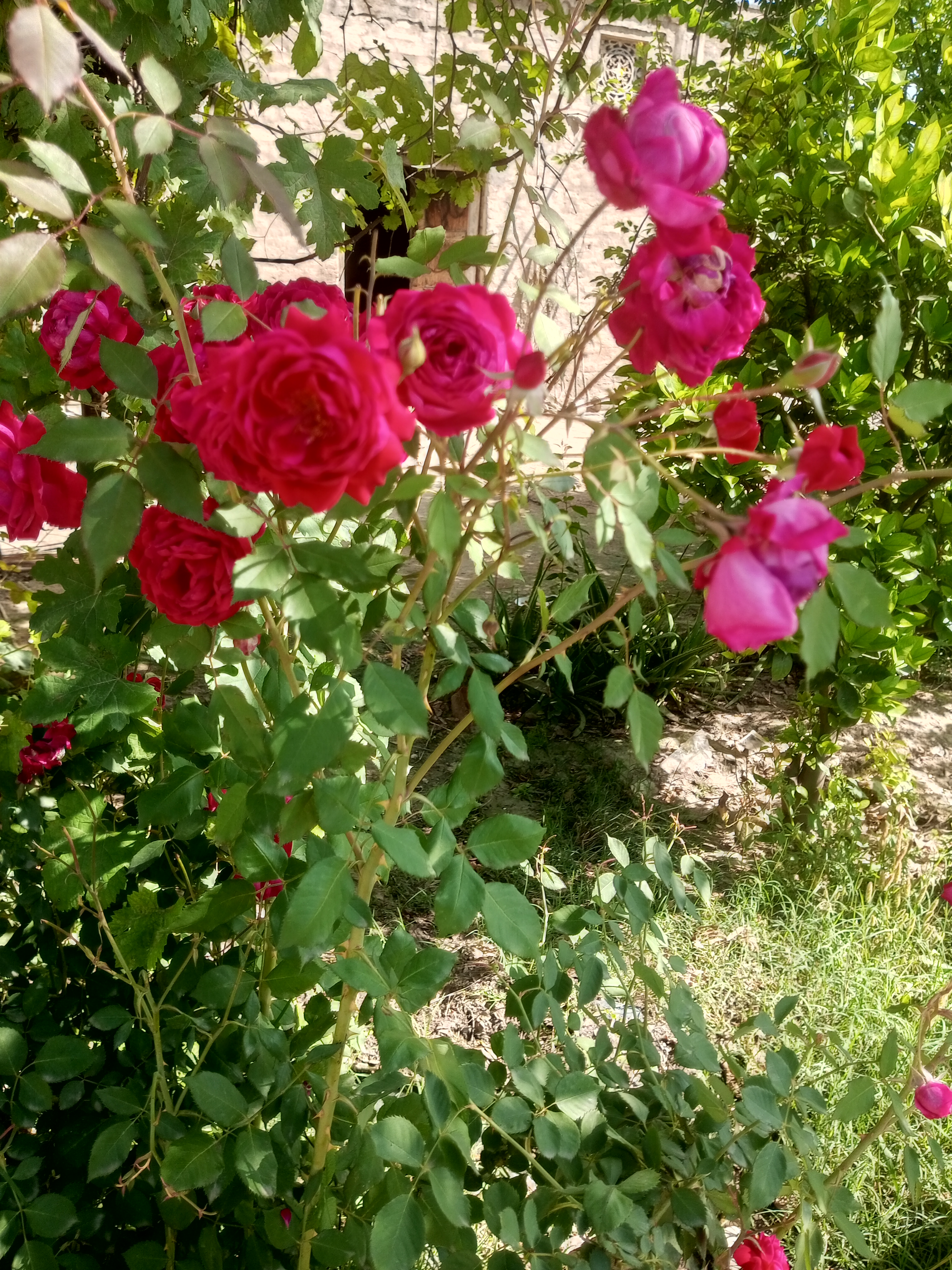 IMG_20260412_094011_595.jpg