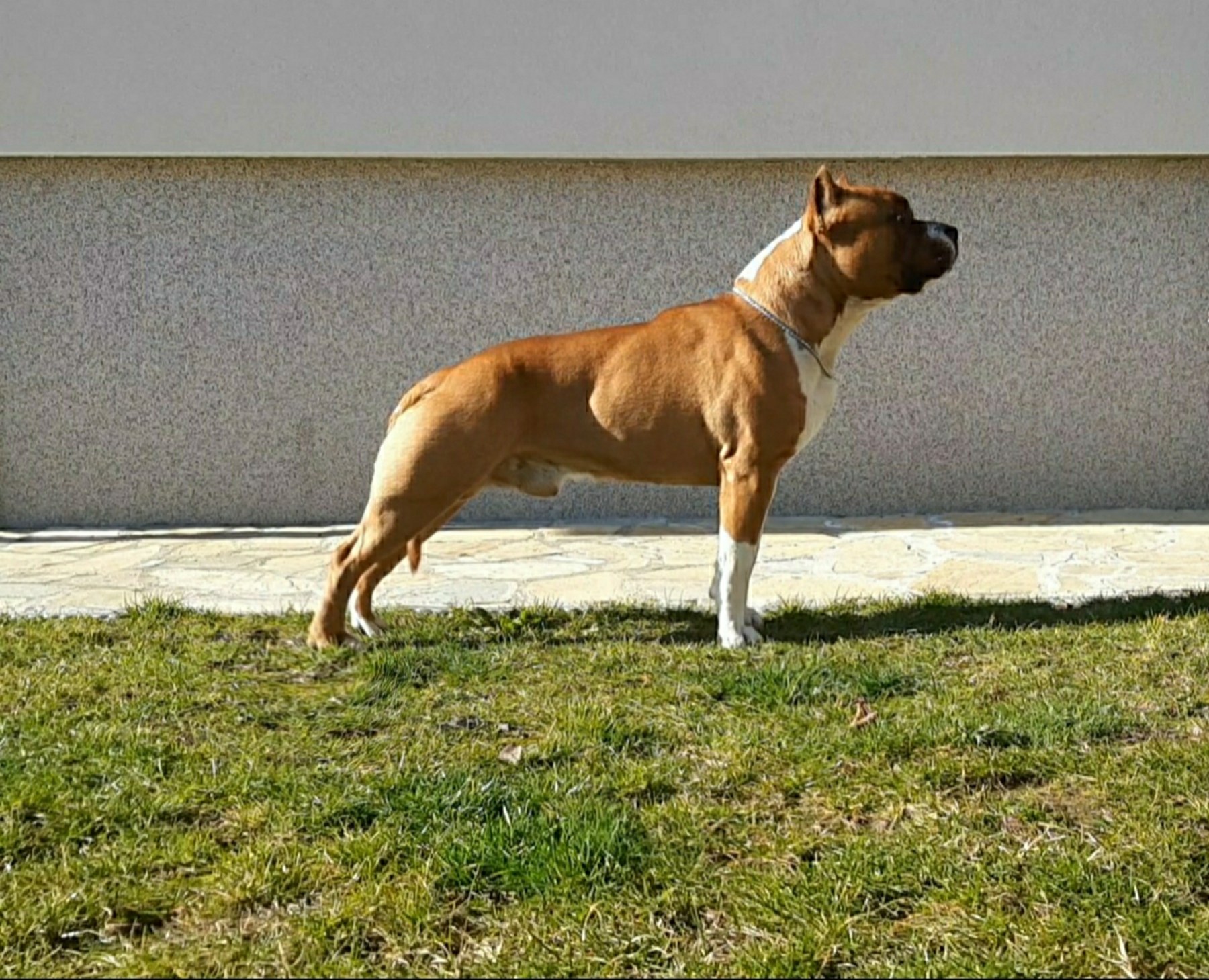 Benica 005.jpg
