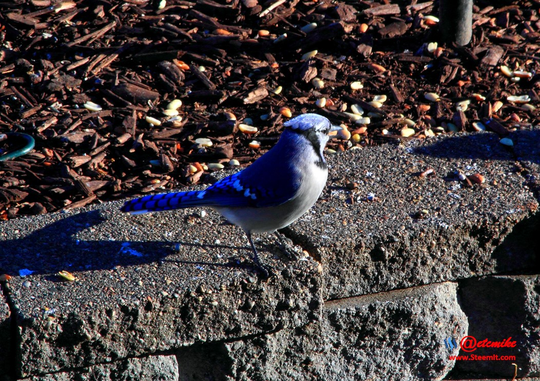 Blue Jay PFW02_0170.JPG