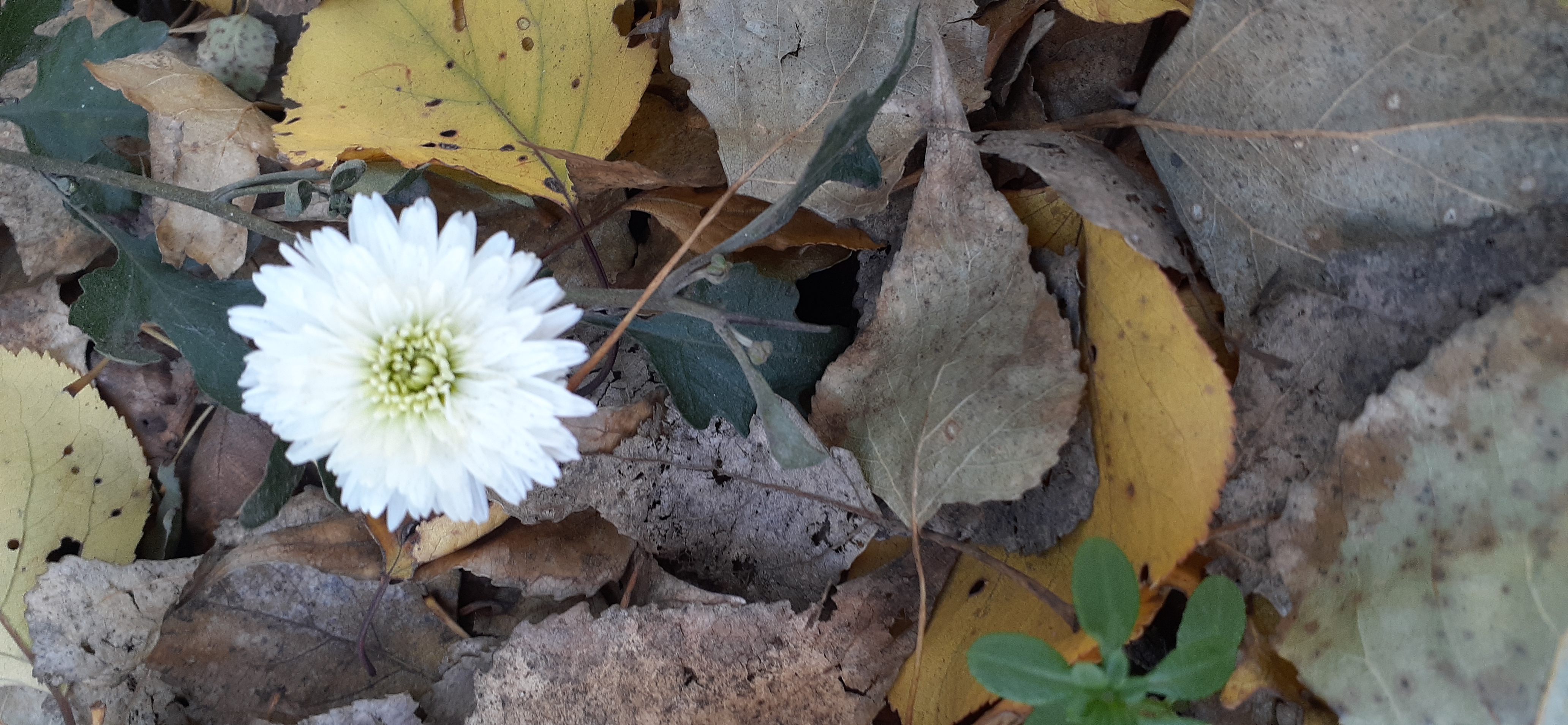 20201111_143705.jpg