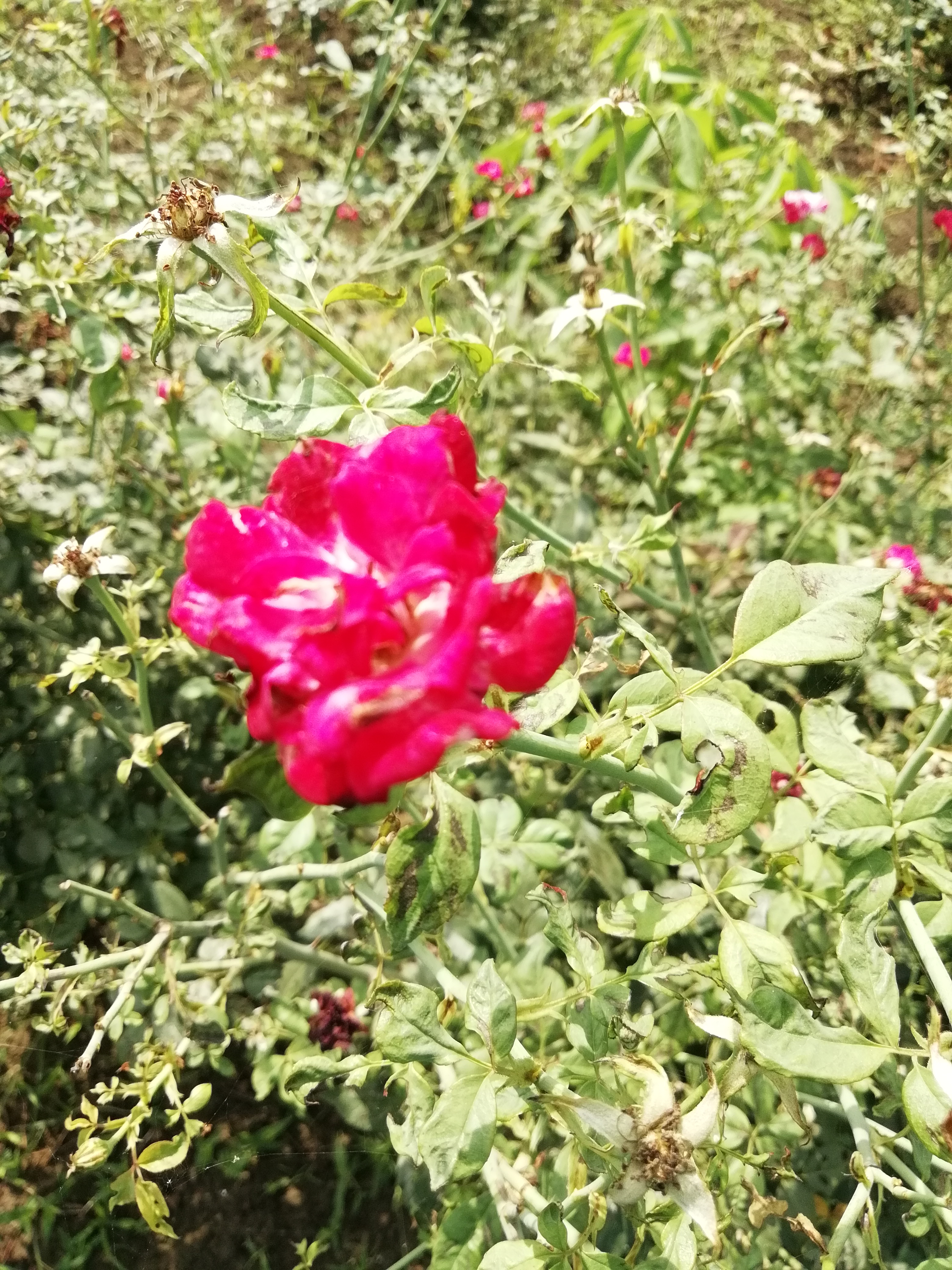 IMG_20220424_093340.jpg