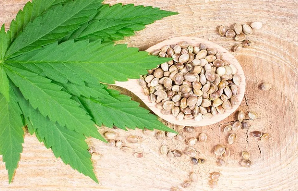 Eating-Cannabis-Seeds-Benefits-and-Facts.webp