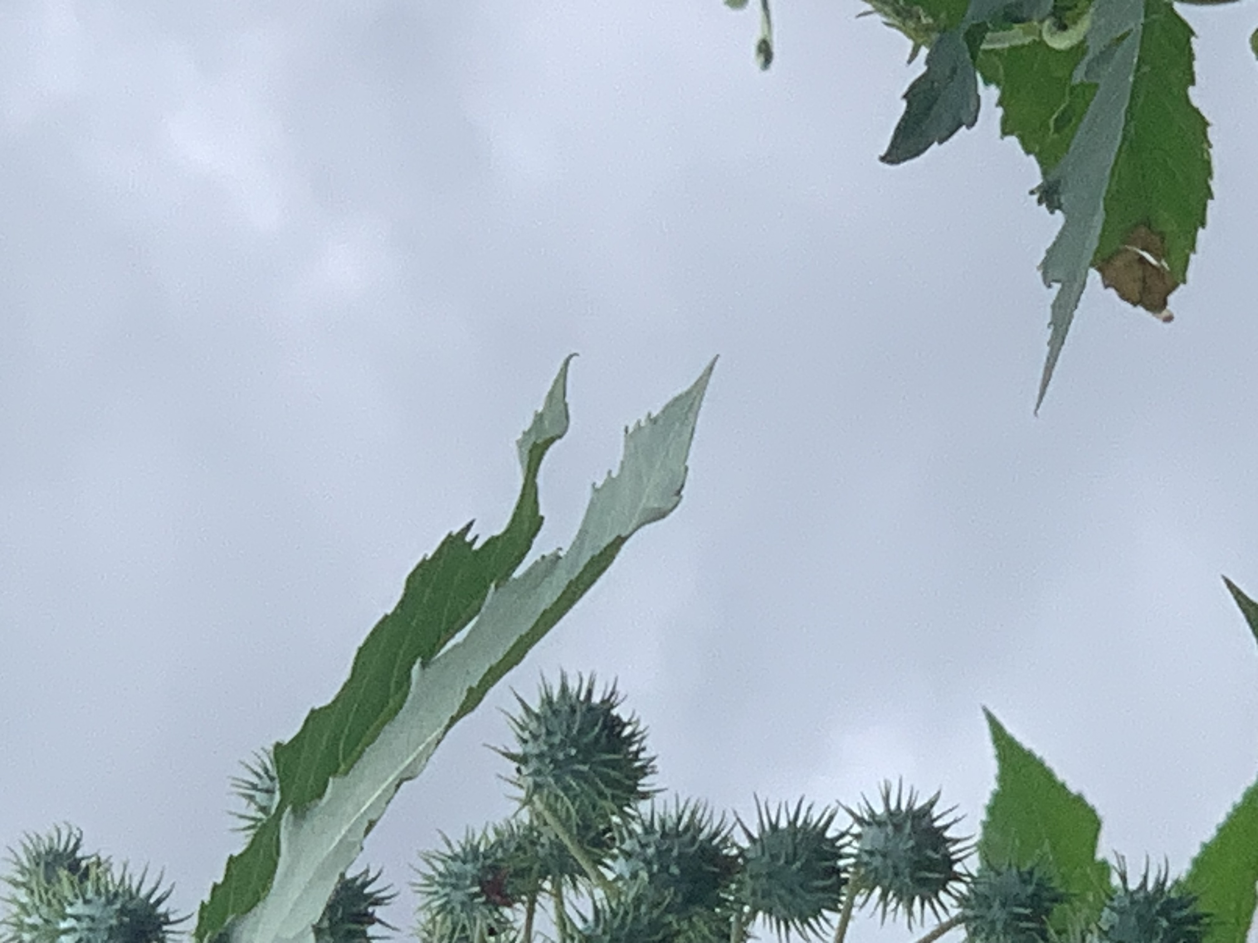 nature609.jpg