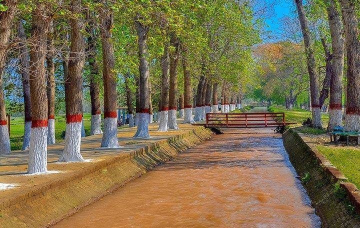 Changa Manga Forest, Kasur, Punjab, Pakistan.jpg