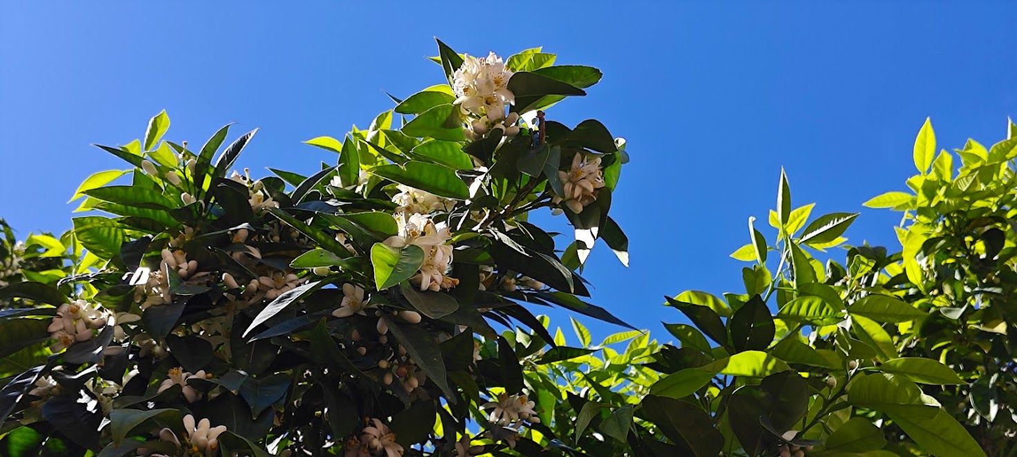Orangenblüten.jpg