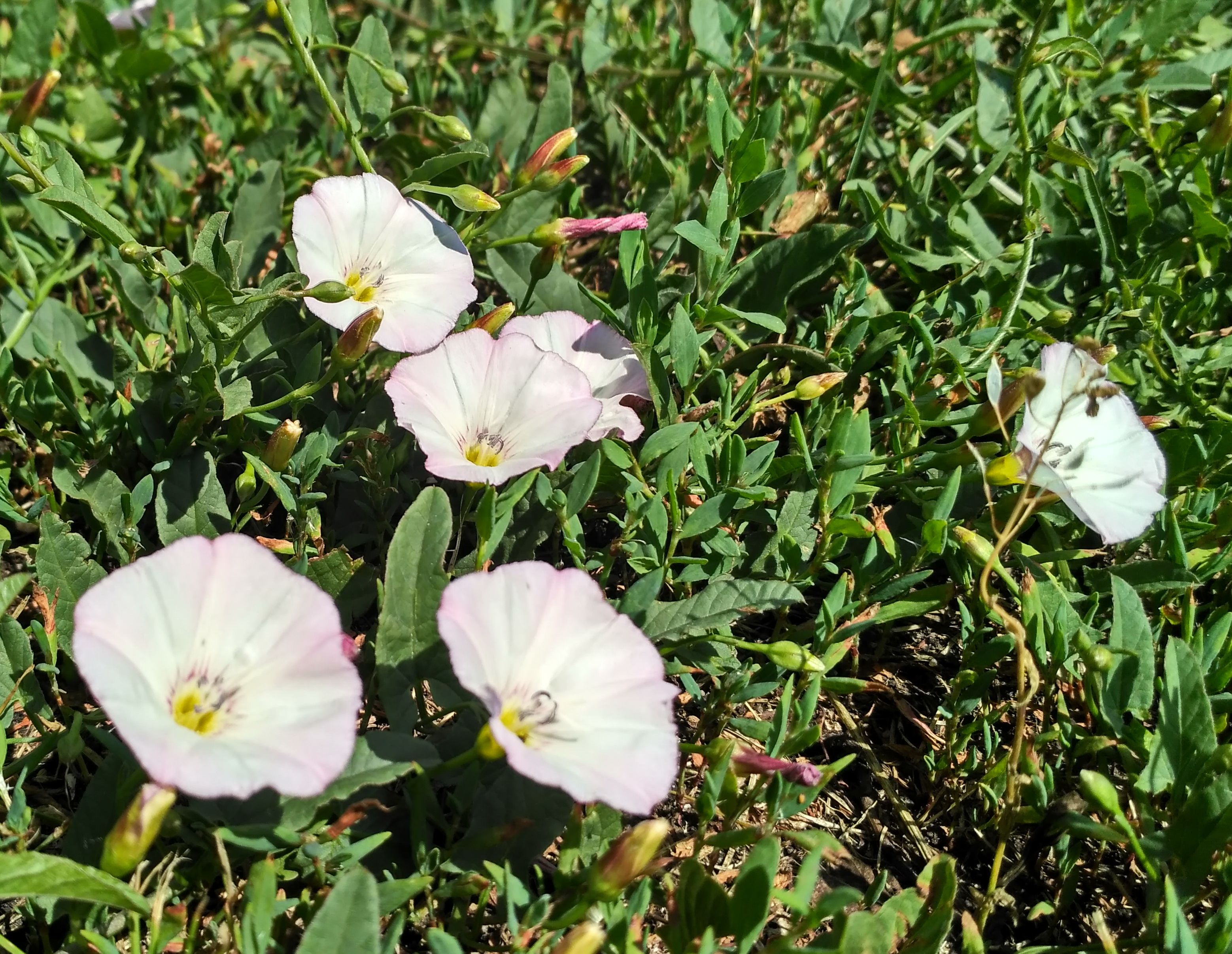 IMG_2019-06-19_110035_HDR.jpg