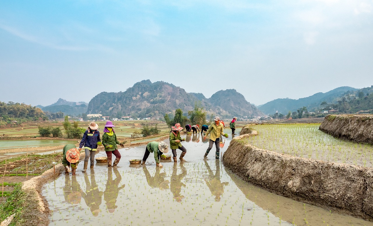 tranduyet-farmers-4897451_1280.jpg