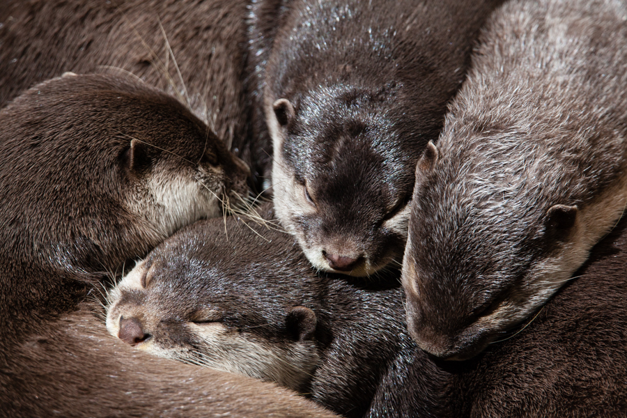 Otters.jpg
