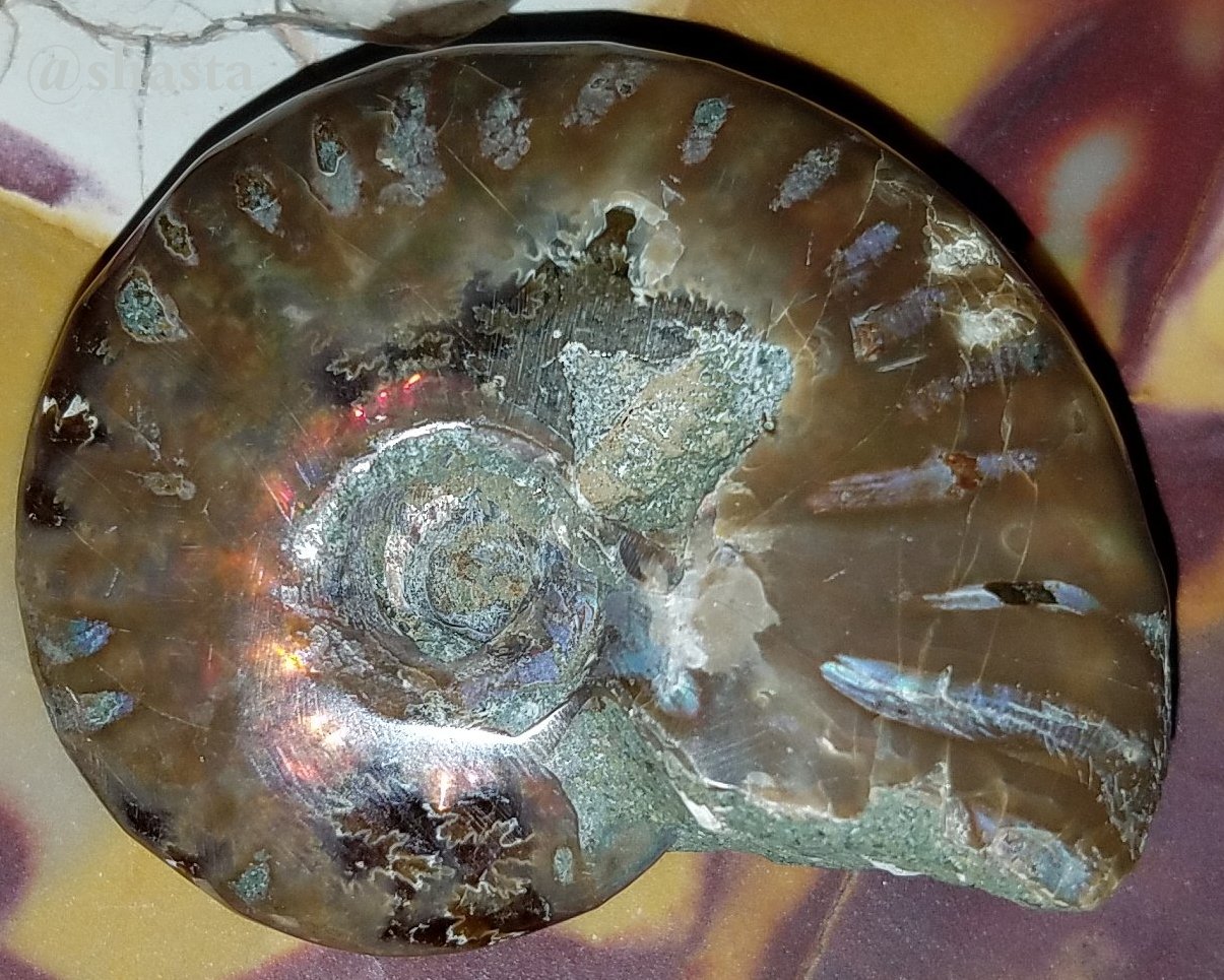 shasta2019jan4th47ammonitefossils6io.jpg