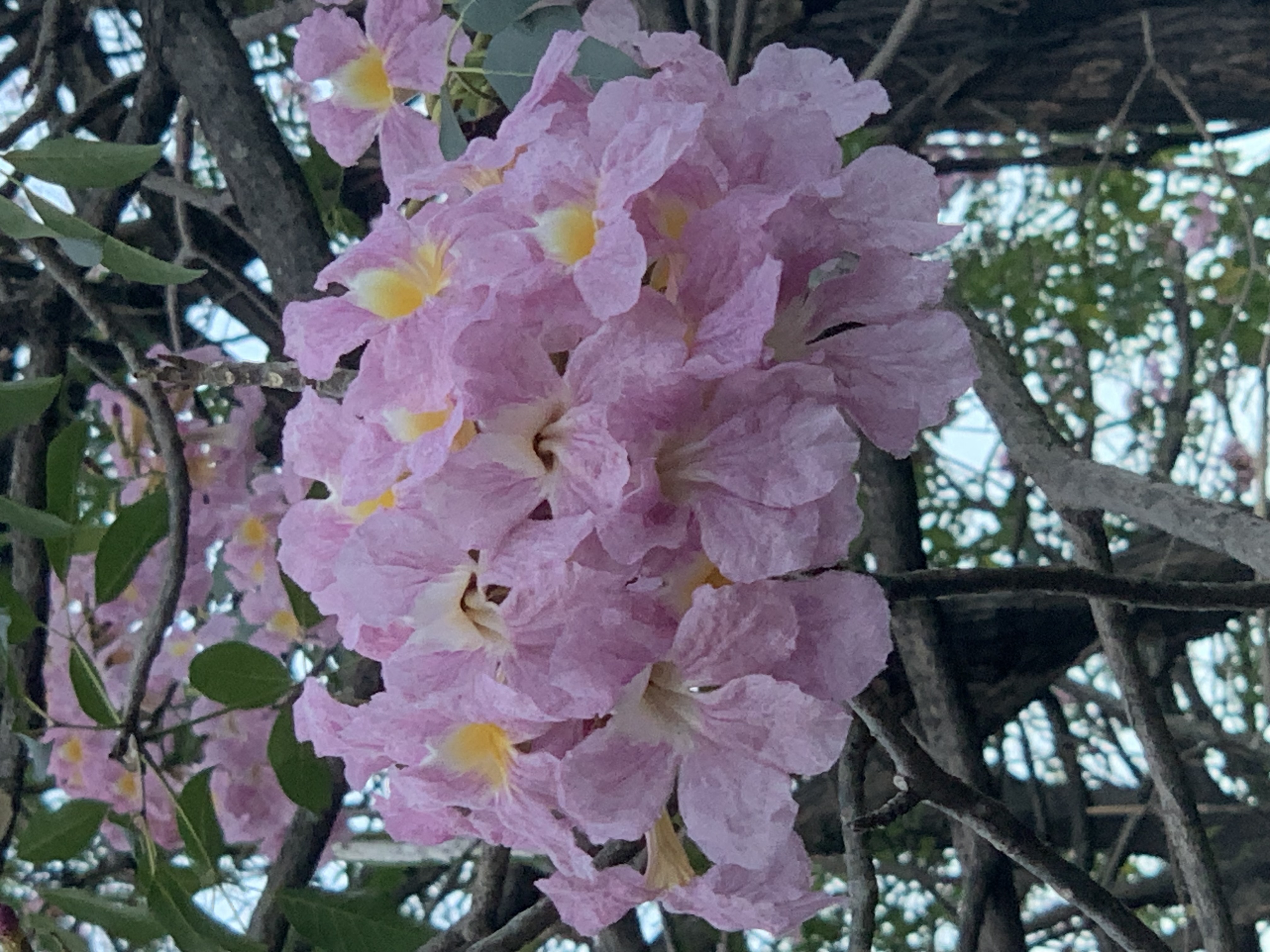 Chatuchak Park204.jpg