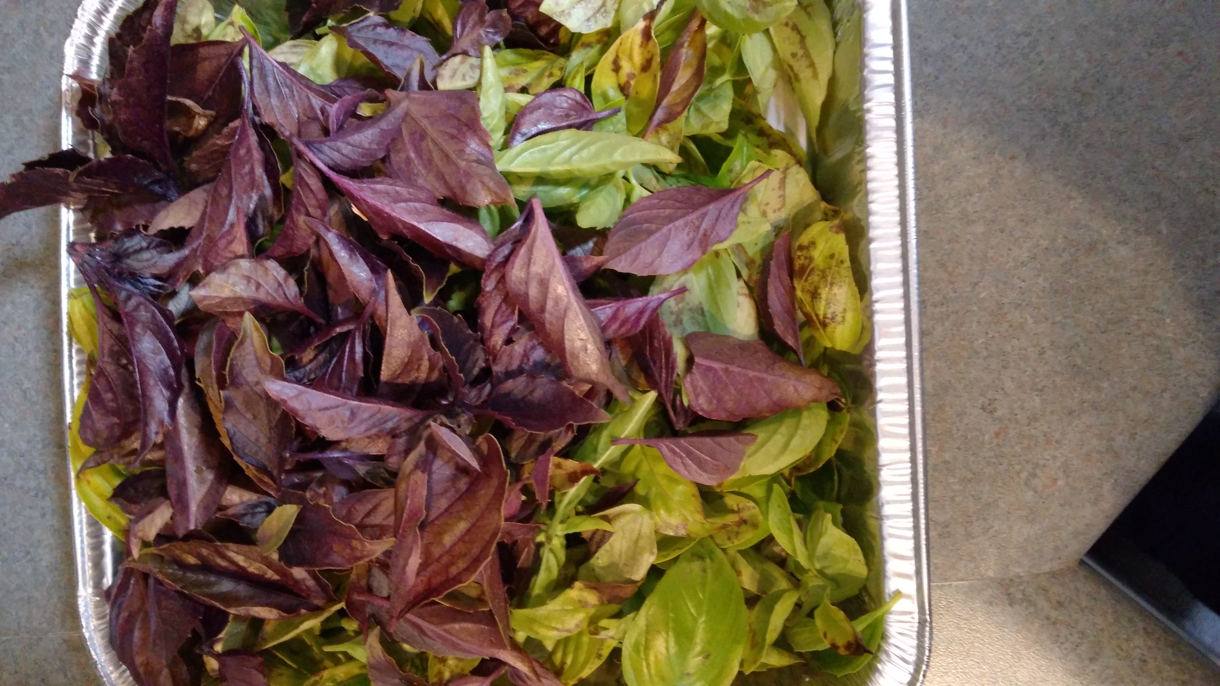 Harvest (4) 3 October 2022.jpg