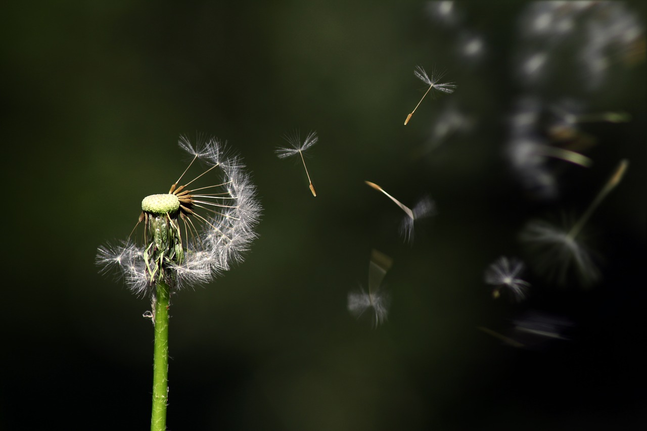 dandelion-1931080_1280.jpg