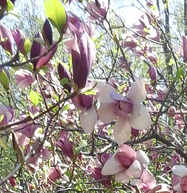 20180430_104408-1.jpg